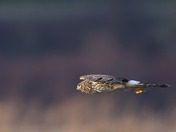 Harrier In Flight