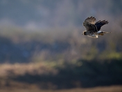 Harrier In Flight