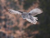 Great Grey Owl Hovering 