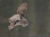 Great Grey Owl About to Dive