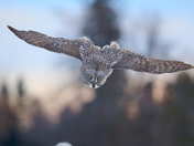Great Grey Owl Diving