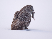 Great Grey Owl 