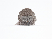 Great Grey Owl Bringing Up a Pellet