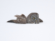 Great Grey Owl Moment of Impact