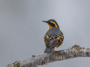 A pop of color gets you through the dreary winter days!!