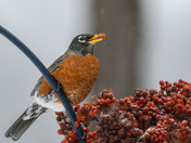 A pop of color gets you through the dreary winter days!!