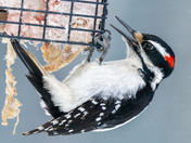 A pop of color gets you through the dreary winter days!!