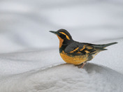 A pop of color gets you through the dreary winter days!!