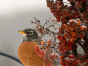 A pop of color gets you through the dreary winter days!!