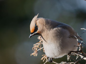 Bohemian Waxwings and berries!
