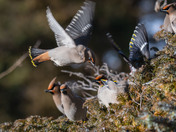 Bohemian Waxwings and berries!
