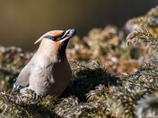 Bohemian Waxwings and berries!