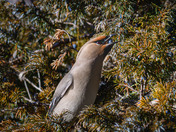 Bohemian Waxwings and berries!