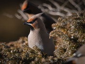 Bohemian Waxwings and berries!