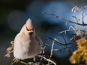 Bohemian Waxwings and berries!
