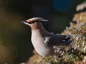 Bohemian Waxwings and berries!