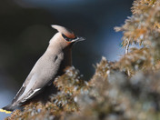 Bohemian Waxwings and berries!
