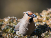 Bohemian Waxwings and berries!