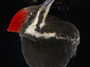 Pileated Woodpecker