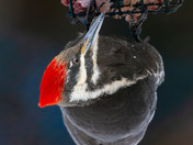 Pileated Woodpecker