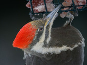 Pileated Woodpecker