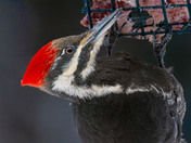 Pileated Woodpecker
