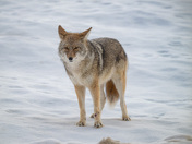 Coyote