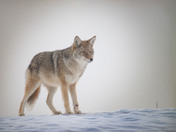 Coyote