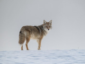 Coyote
