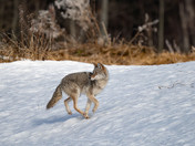Coyote