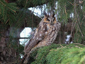 LongEared Owl