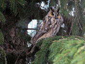 LongEared Owl