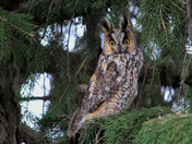 LongEared Owl