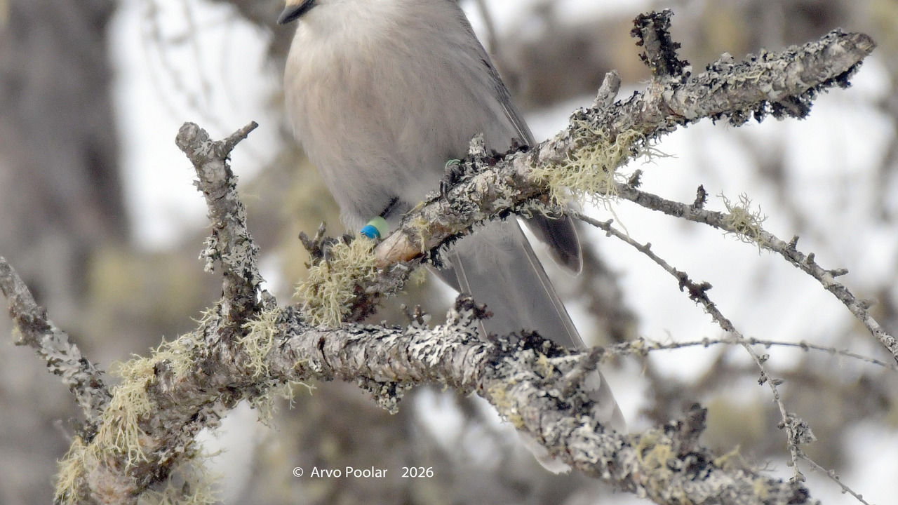 Canada Jay