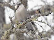 Canada Jay