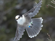 Canada Jay