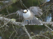 Canada Jay