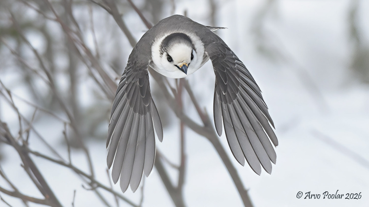 Canada Jay