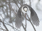 Canada Jay