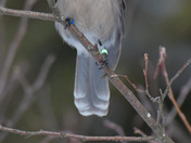 Canada Jay