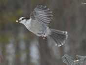 Canada Jay