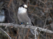 Canada Jay