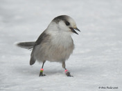 Canada Jay