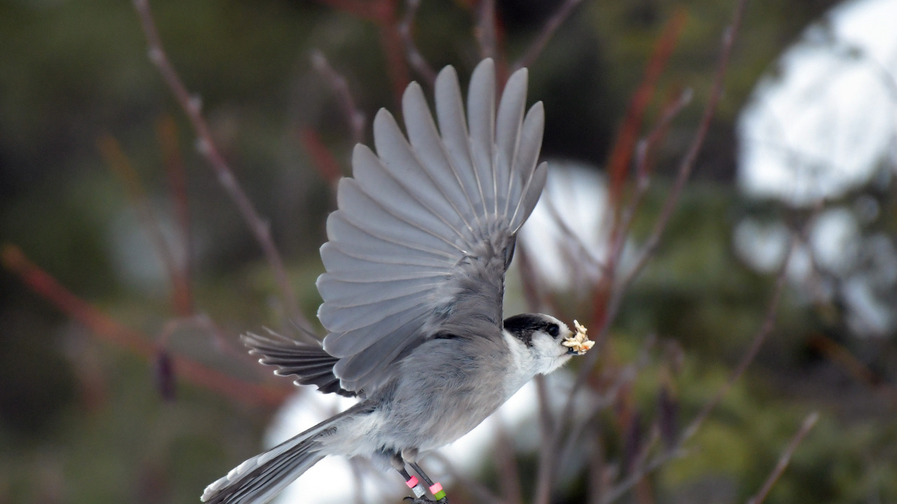Canada Jay