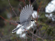 Canada Jay