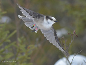 Canada Jay