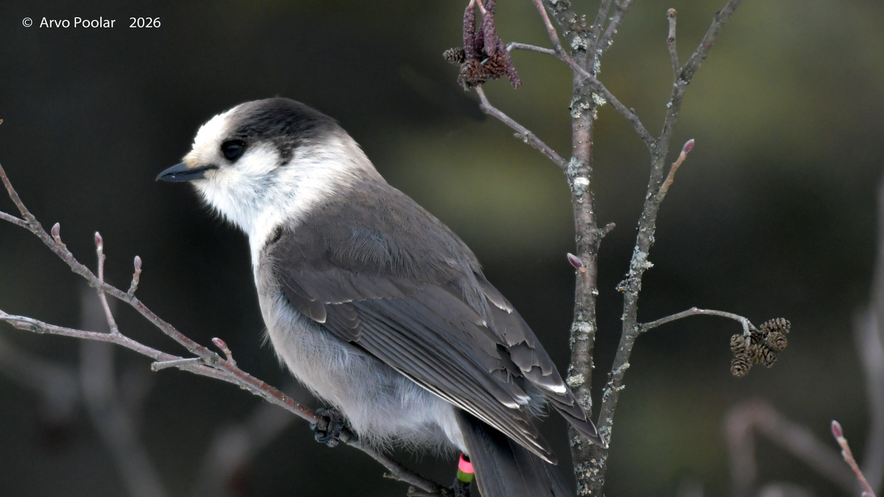 Canada Jay