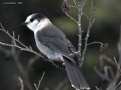 Canada Jay