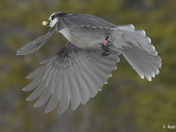 Canada Jay