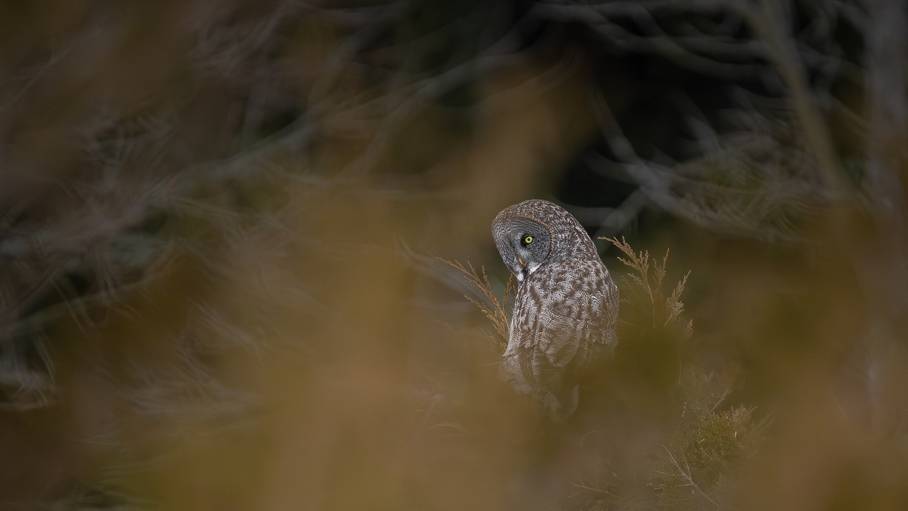 The magnificent great gray owl